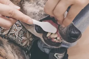 Cleaning your pets teeth - 3 step process