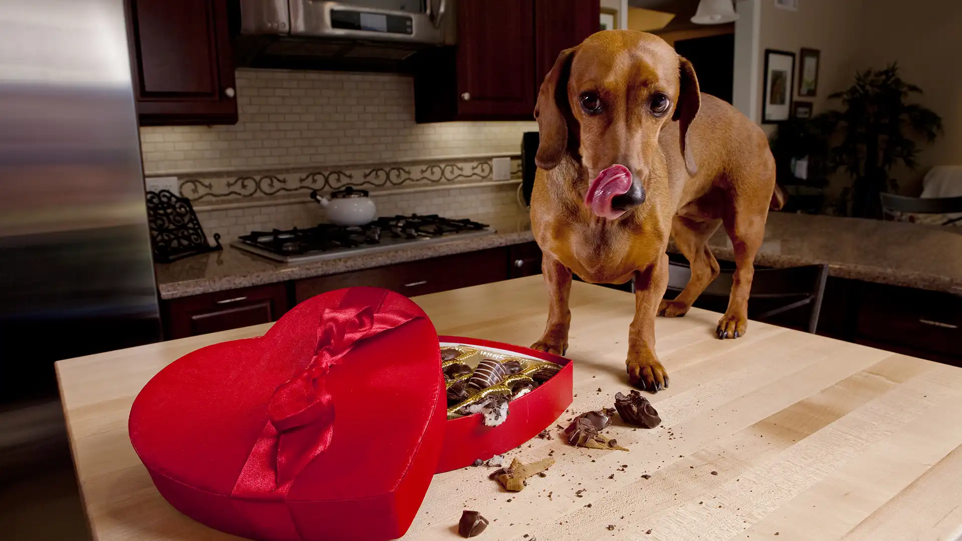 My dog ate chocolate – now what