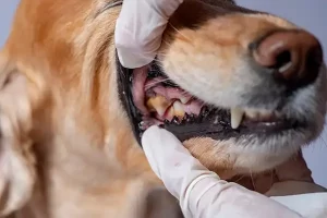Pet tooth decay can cause bad breath