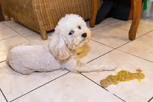 dog vomiting after eating chocolate