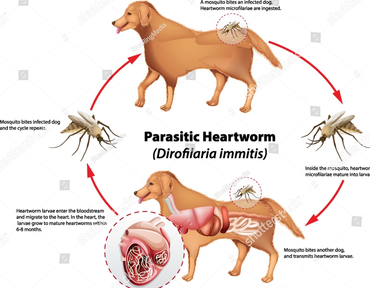 heartworm disease canine lifecycle